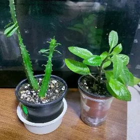 комнатные цветы