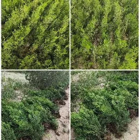 Yolka Tuya Ёлка туя