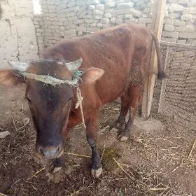 Öküz Satlyk 2.Ýashinda