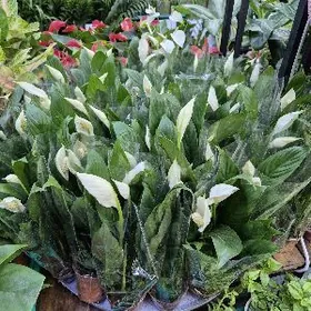 цветок женская счастье