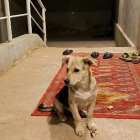 Afçarka gujuk kytmir