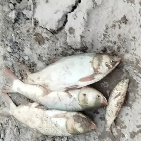 akar suwly irili mayda balyk