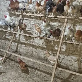 Bolgar towuk yumurtga