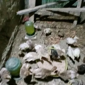 owgan paroda induk juyje