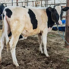 Голштейн унажын