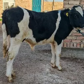 Чёрный пёстра окузче