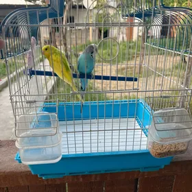 попугай  popugaý