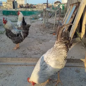 Ýaş Horazlar bar, bahasy 100 m