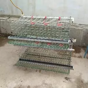 bedene kletka ketek клетка