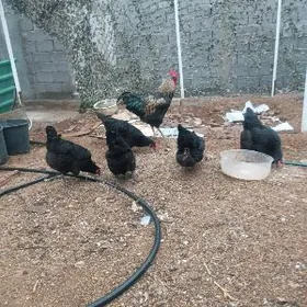 gigant gara ayak towuklar