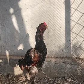 хоразлар ийун айынын жуж