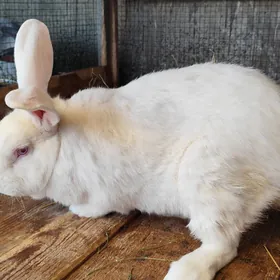 Еркек товшан великан(Гекдепе)