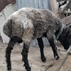 1 яшан гоч тохум учун ягдайы г