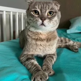 Şotlandski ýatyk gulak