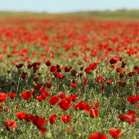 caga we öýüñ ishi