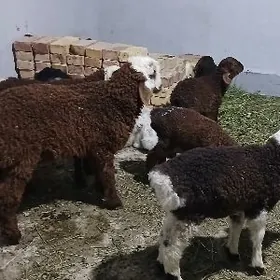 guzy tokgul berre goyun