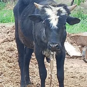 окуз 2яшфнда