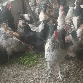 Gigat buroler tovuklar satlyk