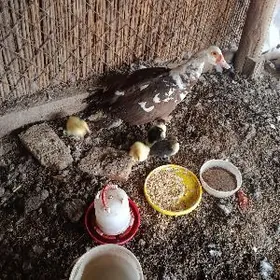 Muskus ene jüjeler.