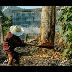 Agac bag kesyanci ýolka