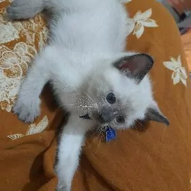 Сиамские котята