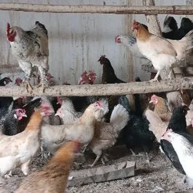 GEGANT BROŶ TOWUKLAR