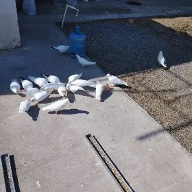 Uçurym üçin ak kepderi