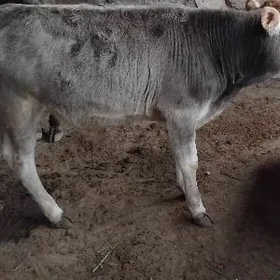 ARASSA ŞWES OKÜZ MÌŞKA