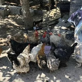 Brama TowukHoraz SakalyBalakly