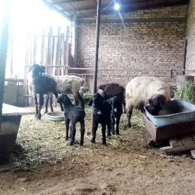 Guzuly Goýunlar Herhilek