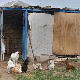 balgar tovukbalgar tovuk