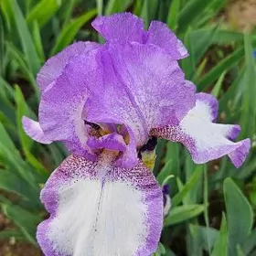 Ирис бородатый/Sakgally iris