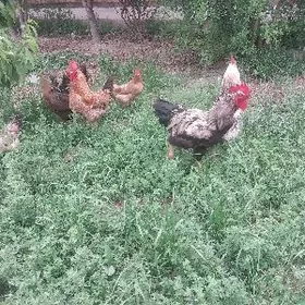 horazlar we towuklar