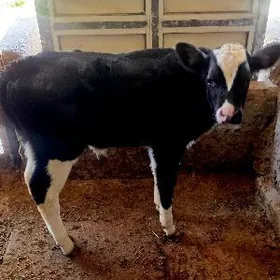 ARGINAL GALIŞDEÝIN ÖKÜZ