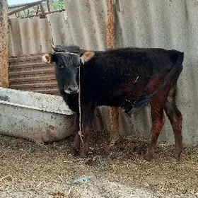 сатлык окиз