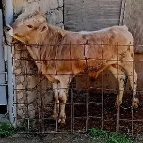 ŞWES ÖKÜZ TOHUM MAL