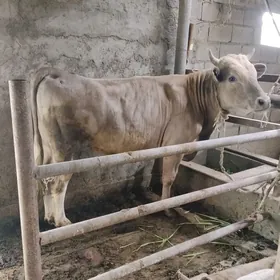 3YASN ARGINAL SIWES OKUZ