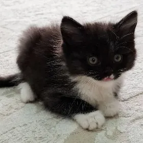 pisik котенок