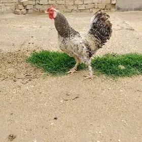 Доминант хороз