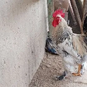 Юрловская порода