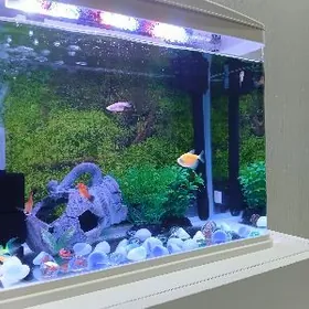 akwarium zawodskoy аквариум