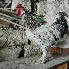 Доминант хороз