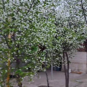 обмен obmen plan jai