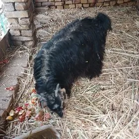 Гечи. Овлак