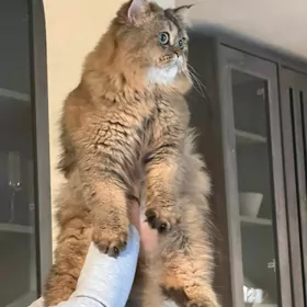 кот шотландский