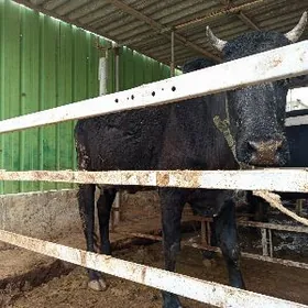 cyorny pyostra sygyr