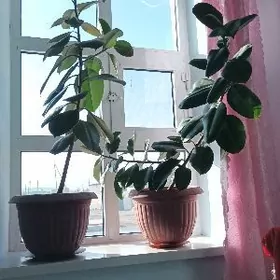 комнатная растения