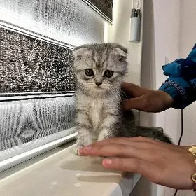 Шотланд пишик