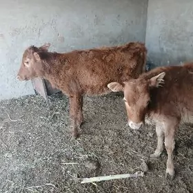 ГОЛЕ ГУЛАЖЫН