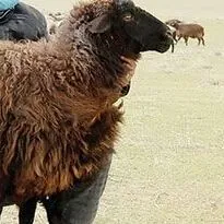 Copan gerek 40 45 yasly